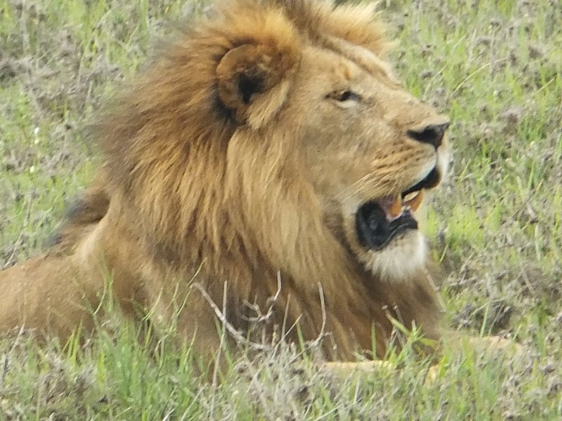 Male lion in midday rest