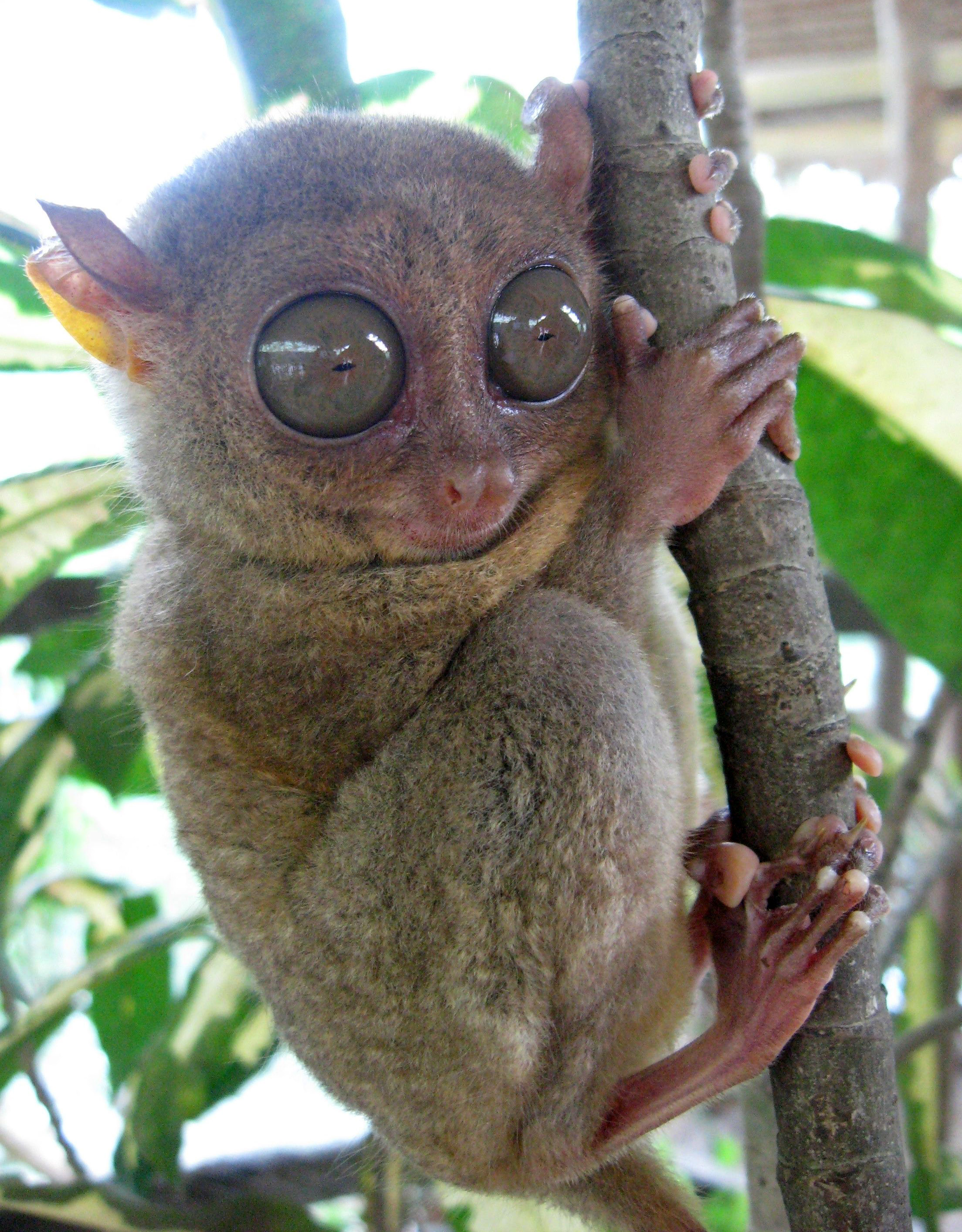 Tiny tarsier monkey