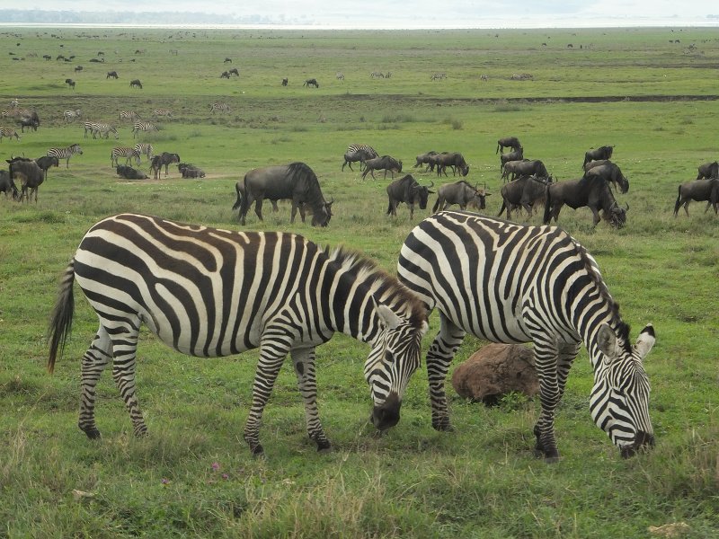 Zebras and Wildebeest