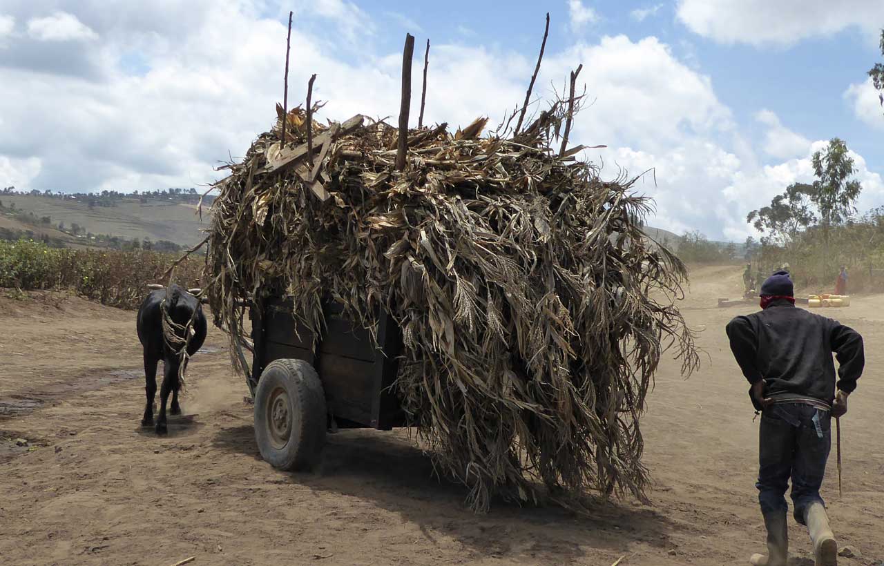 Cart stacked high with harvest