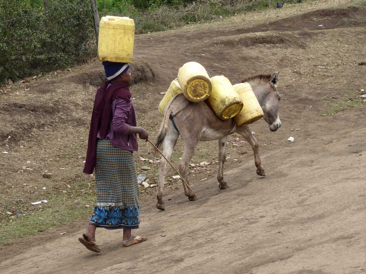 Going to watering hole